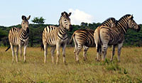 Zebra, Weenen Game Reserve